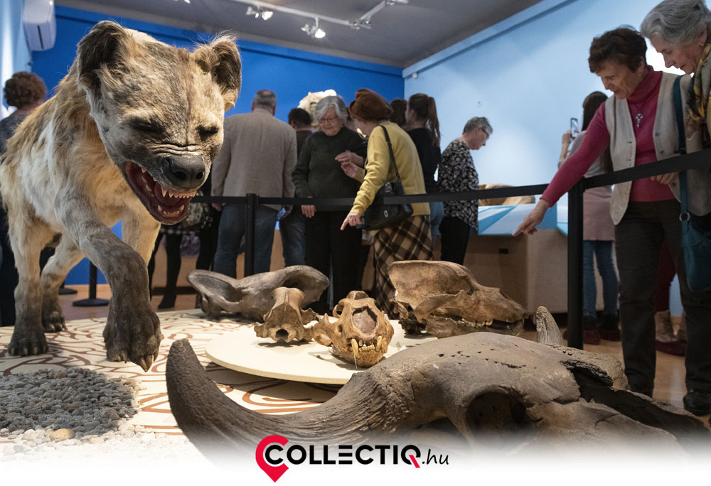 A preparált állatok, trófeák művészete: Történeti áttekintés és gyűjtői útmutató 3 blog preparatum trofea termeszettudomanyi muzeum